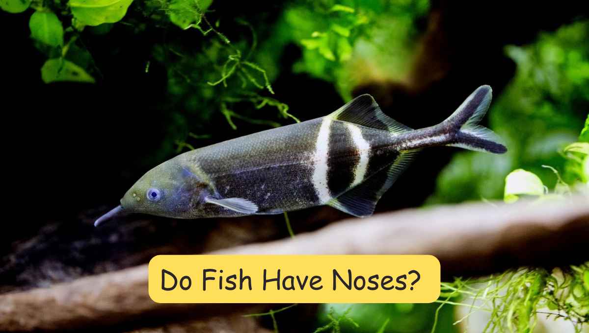 Do Fish Have Noses